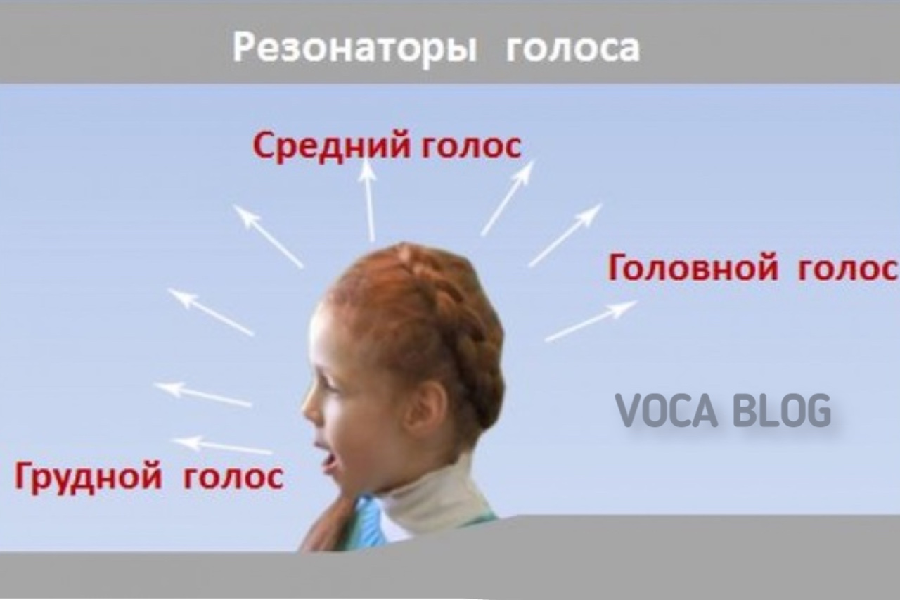 Использовать голос. Резонаторы голоса. Резонаторы голосового аппарата. Голосовые резонаторы у человека. Головной и грудной резонаторы.