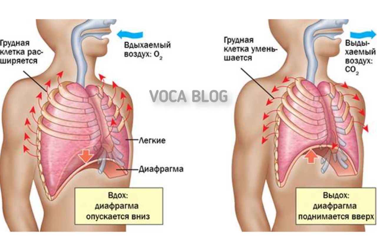 Певческое дыхание